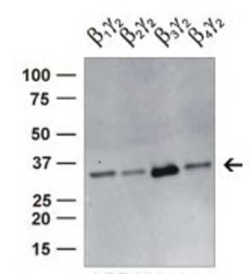 Western Blot: G protein beta 4 Antibody [NBP1-79681] - Primary dilution: 1:1000 Secondary dilution: 1:10000 goat-anti-rabbit