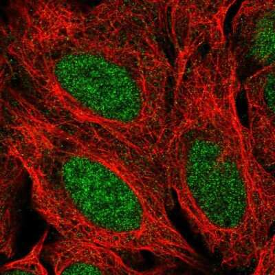 Immunocytochemistry/Immunofluorescence: G-substrate Antibody [NBP2-13800] - Staining of human cell line U-2 OS shows localization to nucleoplasm. Antibody staining is shown in green.