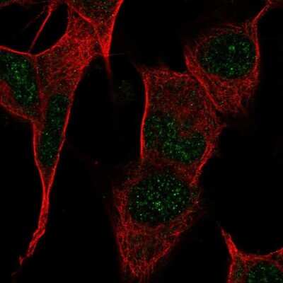 Immunocytochemistry/Immunofluorescence: G-substrate Antibody [NBP2-68949] - Staining of human cell line SH-SY5Y shows localization to nucleoplasm.