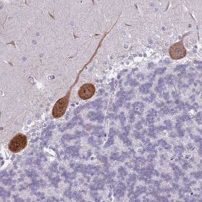 Immunohistochemistry-Paraffin: G-substrate Antibody [NBP2-13800] - Staining of human cerebellum shows moderate to strong positivity in Purkinje cells.