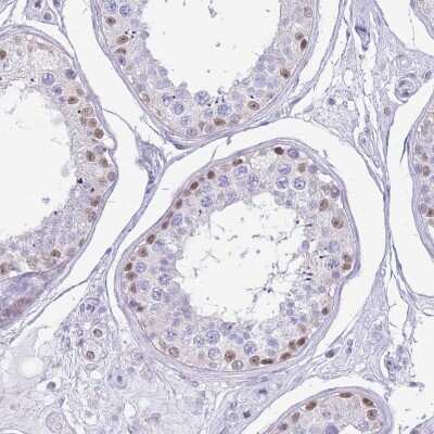 Immunohistochemistry-Paraffin: G-substrate Antibody [NBP2-13800] - Staining of human testis shows moderate to strong nuclear positivity in cells in seminiferous ducts.