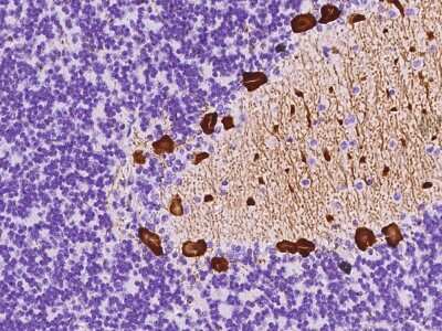 Immunohistochemistry-Paraffin: G-substrate Antibody [NBP2-97480] - Immunochemical staining of human G-substrate in cynomolgus cerebellum with rabbit polyclonal antibody at 1:500 dilution, formalin-fixed paraffin embedded sections.