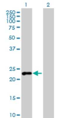 Western Blot: G-substrate Antibody [H00010842-B01P] - Analysis of C7orf16 expression in transfected 293T cell line by C7orf16 polyclonal antibody.  Lane 1: C7orf16 transfected lysate(17.05 KDa). Lane 2: Non-transfected lysate.