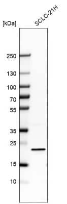 Western Blot: G-substrate Antibody [NBP2-13800] - Analysis in human cell line SCLC-21H.