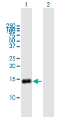 Western Blot: G0S2 Antibody [H00050486-B01P] - Analysis of G0S2 expression in transfected 293T cell line by G0S2 polyclonal antibody.  Lane 1: G0S2 transfected lysate(11.44 KDa). Lane 2: Non-transfected lysate.