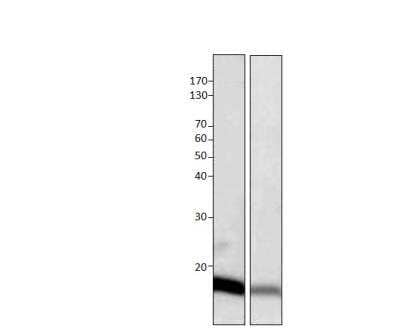 Western Blot G0S2 Antibody