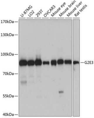 Western Blot: G2E3 Antibody [NBP3-04478] - Analysis of extracts of various cell lines, using G2E3 antibody at 1:1000 dilution. Secondary antibody: HRP Goat Anti-Rabbit IgG (H+L) at 1:10000 dilution. Lysates/proteins: 25ug per lane. Blocking buffer: 3% nonfat dry milk in TBST. Detection: ECL Basic
