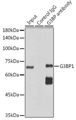 Immunoprecipitation: G3BP1 Antibody (5A4T0) [NBP3-16302] - Immunoprecipitation analysis of 300ug extracts of HeLa cells using 3ug G3BP11 antibody (NBP3-16302). Western blot was performed from the immunoprecipitate using G3BP11 antibody (NBP3-16302) at a dilition of 1:1000.