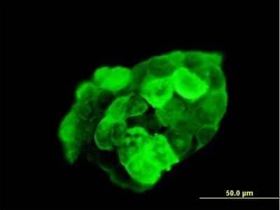 Immunocytochemistry/Immunofluorescence: G3BP1 Antibody [H00010146-B01P] - Analysis of purified antibody to G3BP1 on 293 cell. (antibody concentration 1 ug/ml)