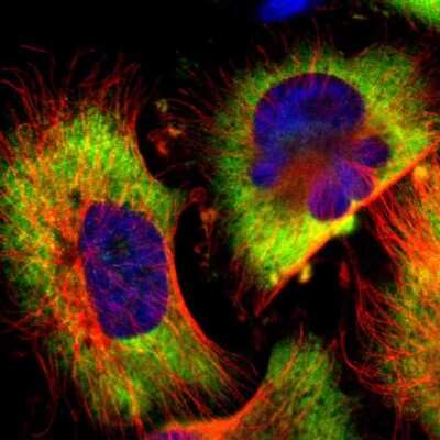 <b>Genetic Strategies Validation. </b>Immunocytochemistry/Immunofluorescence: G3BP1 Antibody [NBP1-83404] - Staining of human cell line U-251 MG shows localization to cytosol. Antibody staining is shown in green.