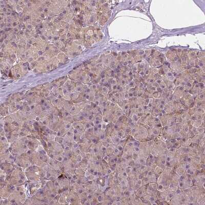 Immunohistochemistry-Paraffin: G3BP1 Antibody [NBP1-83404] - Staining of human pancreas shows positivity in exocrine glandular cells.