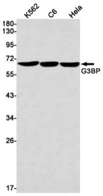 Western Blot: G3BP1 Antibody (S09-5B9) [NBP3-15030] - Western blot detection of G3BP1 in K562, C6, Hela cell lysates using G3BP1 Rabbit mAb (1:1000 diluted). Predicted band size: 52kDa. Observed band size: 68kDa.