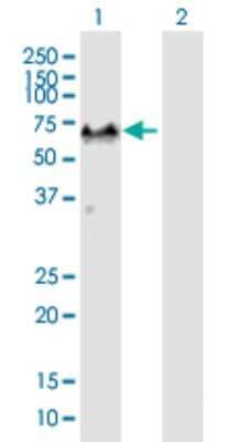 Western Blot: G3BP1 Antibody [H00010146-B01P] - Analysis of G3BP1 expression in transfected 293T cell line by G3BP1 polyclonal antibody.  Lane 1: G3BP1 transfected lysate(52.20 KDa). Lane 2: Non-transfected lysate.