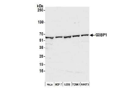 Western Blot: G3BP1 Antibody [NBP1-18922] - Whole cell lysate (50 ug) from HeLa, MCF-7, U2OS, TCMK-1, and NIH 3T3 cells prepared using NETN lysis buffer. Antibody: Affinity purified rabbit anti-G3BP1antibody  used for WB at 0.04 ug/ml. Detection: Chemiluminescence with anexposure time of 1 second.