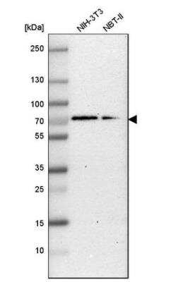 Western Blot: G3BP1 Antibody [NBP1-83404] - Analysis in mouse cell line NIH-3T3 and rat cell line NBT-II.