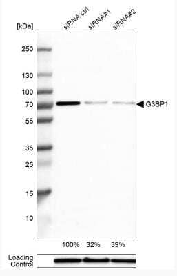 Western Blot: G3BP1 Antibody [NBP1-83404] - Analysis in A-431 cells transfected with control siRNA, target specific siRNA probe #1 and #2, using Anti-G3BP1 antibody. Remaining relative intensity is presented. Loading control: Anti-GAPDH.