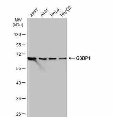 Western Blot: G3BP1 Antibody [NBP2-16563] - Various whole cell extracts (30 ug) were separated by 10% SDS-PAGE, and the membrane was blotted with G3BP1 antibody diluted at 1:5000. The HRP-conjugated anti-rabbit IgG antibody (NBP2-19301) was used to detect the primary antibody