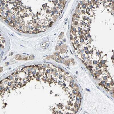 Immunohistochemistry-Paraffin: G3BP2 Antibody [NBP1-82976] - Staining of human testis shows moderate cytoplasmic positivity in cells in seminiferous ducts and Leydig cells.