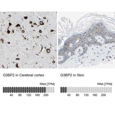 Immunohistochemistry-Paraffin: G3BP2 Antibody [NBP1-82976] - Analysis in human cerebral cortex and skin tissues using NBP1-82976 antibody. Corresponding G3BP2 RNA-seq data are presented for the same tissues.