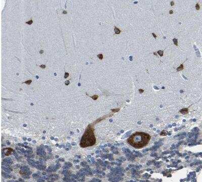 Immunohistochemistry-Paraffin: G3BP2 Antibody [NBP1-82976] - Staining of human cerebellum shows strong cytoplasmic positivity in Purkinje cells and in molecular layer.