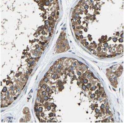 Immunohistochemistry-Paraffin: G3BP2 Antibody [NBP1-82977] - Staining of human testis shows strong cytoplasmic positivity in cells in seminiferous ducts in Leydig cells.