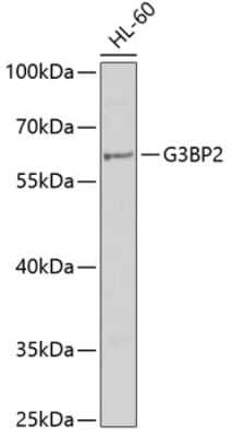 Western Blot G3BP2 Antibody - BSA Free