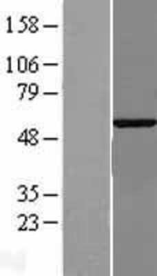 Western Blot G3BP2 Overexpression Lysate