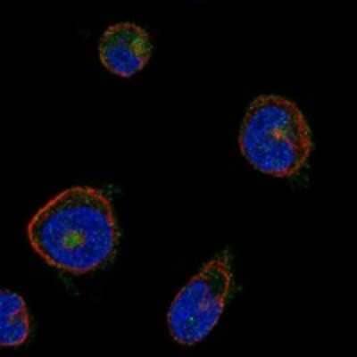 Immunocytochemistry/Immunofluorescence: G6b/C6orf25 Antibody [NBP3-17186] - Staining of human cell line HEL shows localization to cytosol & the Golgi apparatus.