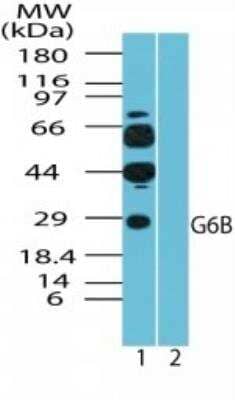 Western Blot G6b/C6orf25 Antibody - BSA Free