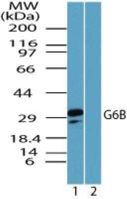 Western Blot G6b/C6orf25 Antibody