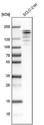 Western Blot: G9a/EHMT2 Antibody [NBP2-13948] - Analysis in human cell line SCLC-21H.