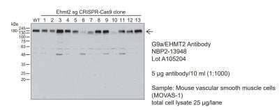 Western Blot: G9a/EHMT2 Antibody [NBP2-13948] - Mouse cell lysates. Image submitted by a verified customer review. 