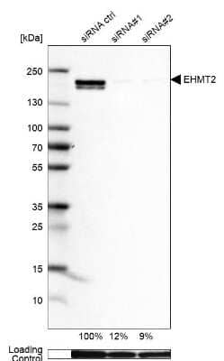 Western Blot: G9a/EHMT2 Antibody [NBP2-13948] - Analysis in HEK293 cells transfected with control siRNA, target specific siRNA probe #1 and #2,. Remaining relative intensity is presented. Loading control: Anti-GAPDH.