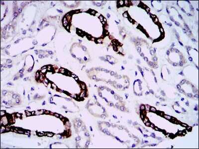 Immunohistochemistry-Paraffin: GAB1 Antibody (1A7) [NBP2-37742] - Analysis of  kidney tissues using GAB1 mouse mAb with DAB staining.