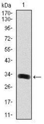 Western Blot GAB1 Antibody (1A7) - BSA Free