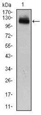 Western Blot GAB1 Antibody (1A7) - BSA Free