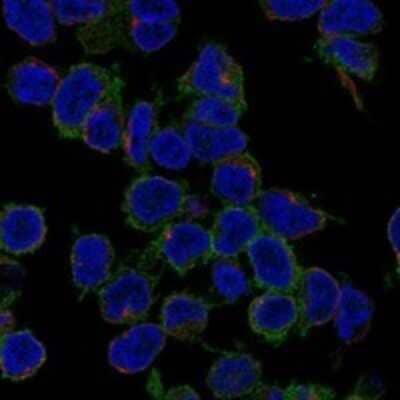 Immunocytochemistry/Immunofluorescence: GAB1 Antibody [NBP3-17716] - Staining of human cell line REH shows localization to plasma membrane.