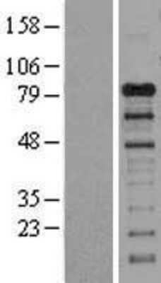 Western Blot GAB1 Overexpression Lysate