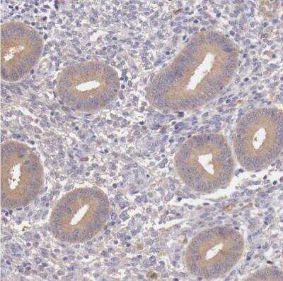 Immunohistochemistry-Paraffin: GAB2 Antibody [NBP1-81500] - Staining of human endometrium shows weak cytoplasmic positivity in glandular cells.