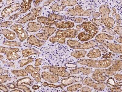 Immunohistochemistry-Paraffin: GAB2 Antibody [NBP2-97204] - Immunochemical staining of human GAB2 in human kidney with rabbit polyclonal antibody at 1:500 dilution, formalin-fixed paraffin embedded sections.