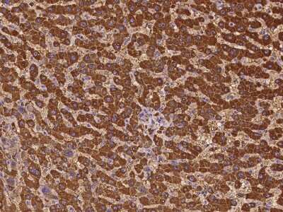 Immunohistochemistry-Paraffin: GAB2 Antibody [NBP2-97204] - Immunochemical staining of human GAB2 in human liver with rabbit polyclonal antibody at 1:500 dilution, formalin-fixed paraffin embedded sections.
