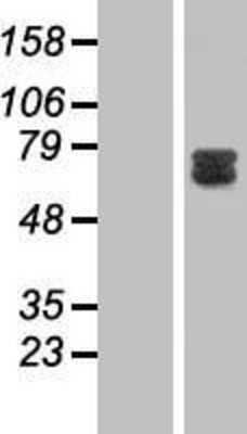 Western Blot GAB2 Overexpression Lysate