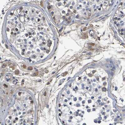 Immunohistochemistry-Paraffin: GAB3 Antibody [NBP1-86111] - Staining of human testis shows weak cytoplasmic positivity in Leydig cells.