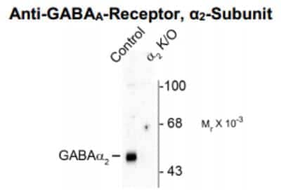 Western Blot: GABA-A R alpha 2 Antibody [NBP2-36560] - Western blot of mouse brain lysates from wild type (Control) and alpha2-knockout (alpha2-K/O) animals showing specific immunolabeling of the ~51k alpha2-subunit of the GABAA-R. The labeling was absent from a lysate prepared from alpha2-knockout animals.