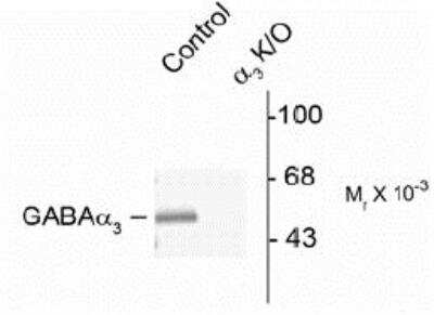 Western Blot: GABA A R alpha 3 Antibody [NB100-61096] - Rat brain lysates from wild type (Control) and a3-knockout (a3-K/O) animals showing specific immunolabeling of the ~51k a3-subunit of the GABA  A R. The labeling was absent from a lysate prepared from a3-knockout animals.