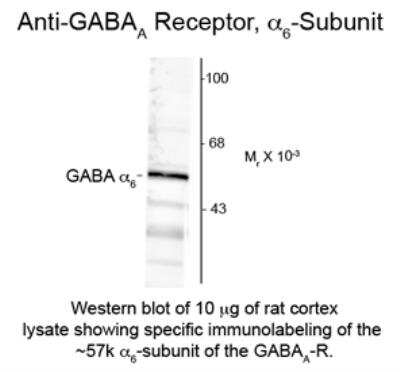 Western Blot: GABA-A R alpha 6 Antibody [NB300-150]