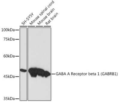 Western Blot: GABA-A R beta 1 Antibody (1Q3A9) [NBP3-15857] - Western blot analysis of extracts of various cell lines, using GABA-A R beta 1 (GABRB1) Rabbit mAb (NBP3-15857) at 1:1000 dilution. Secondary antibody: HRP Goat Anti-Rabbit IgG (H+L) at 1:10000 dilution. Lysates/proteins: 25ug per lane. Blocking buffer: 3% nonfat dry milk in TBST. Detection: ECL Basic Kit. Exposure time: 90s.