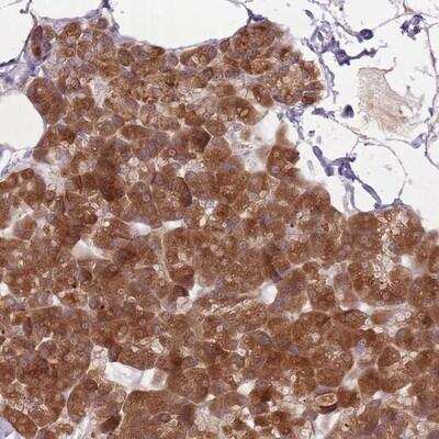 Immunohistochemistry-Paraffin: GABA-A R beta 1 Antibody [NBP2-14034] - Staining of human pancreas shows strong cytoplasmic positivity in exocrine glandular cells.