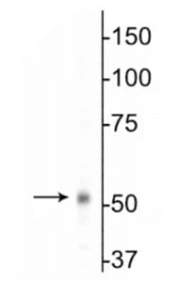 Western Blot: GABA-A R beta 1 Antibody [NB300-197] - Mouse whole brain lysates showing specificimmunolabeling of the ~55 kDa beta1-subunit of the GABAA-R.