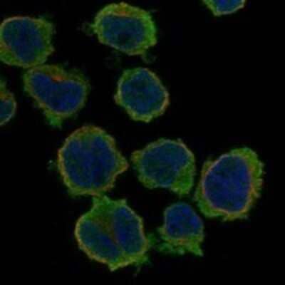 Immunocytochemistry/Immunofluorescence: GABA-A R gamma 1 Antibody [NBP3-17492] - Staining of human cell line THP-1 shows localization to plasma membrane.